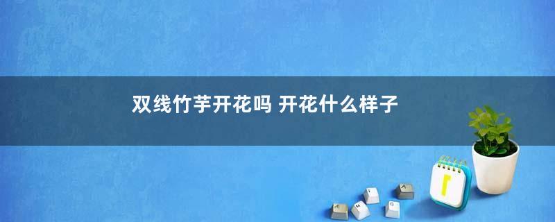 双线竹芋开花吗 开花什么样子